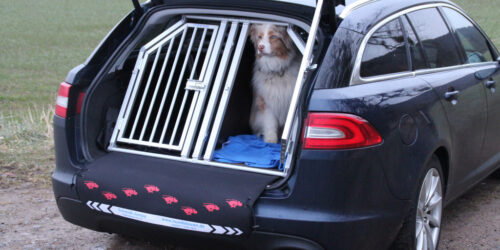 Our tips for travelling with your pets