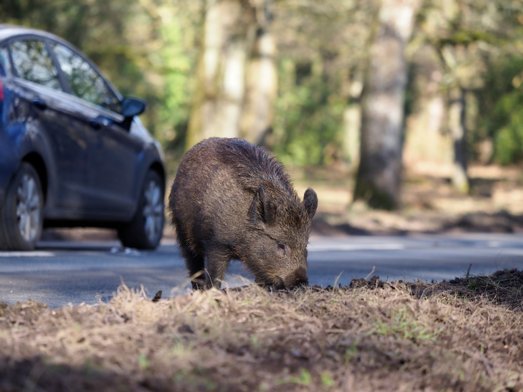 Attention aux collisions avec le gibier !