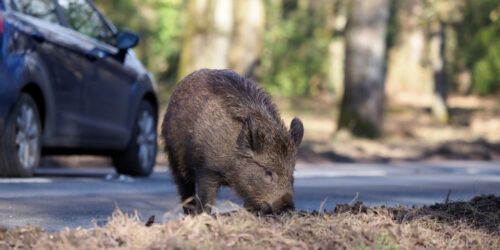 Beware of collisions with wild game!